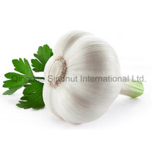 New Fresh White Garlic in (4.5cm-6.0cm)